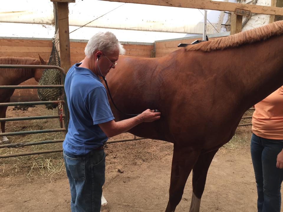 General Equine Health in West Frankfort, IL Southern Illinois Equine